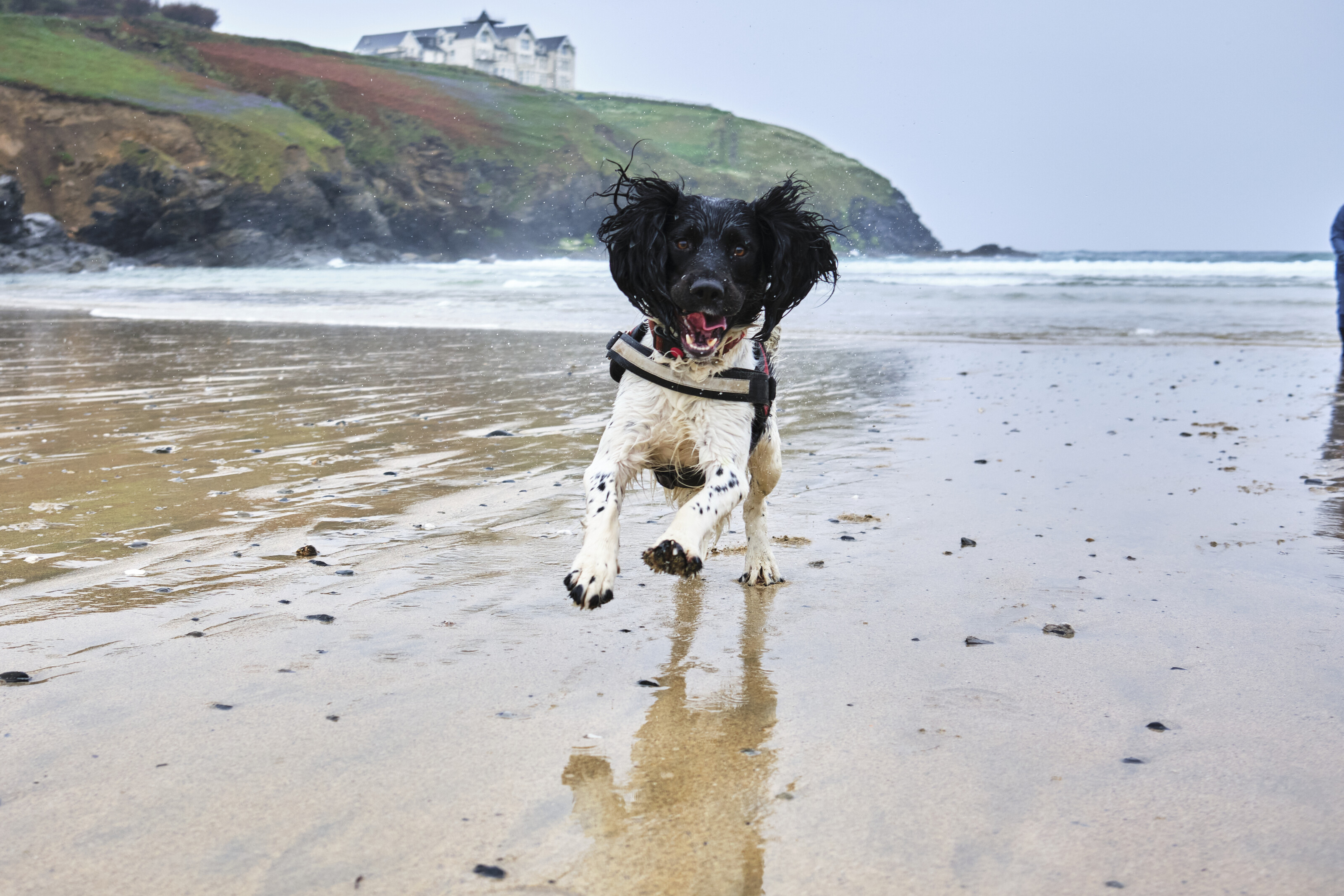 Silly Finn enjoying the beach